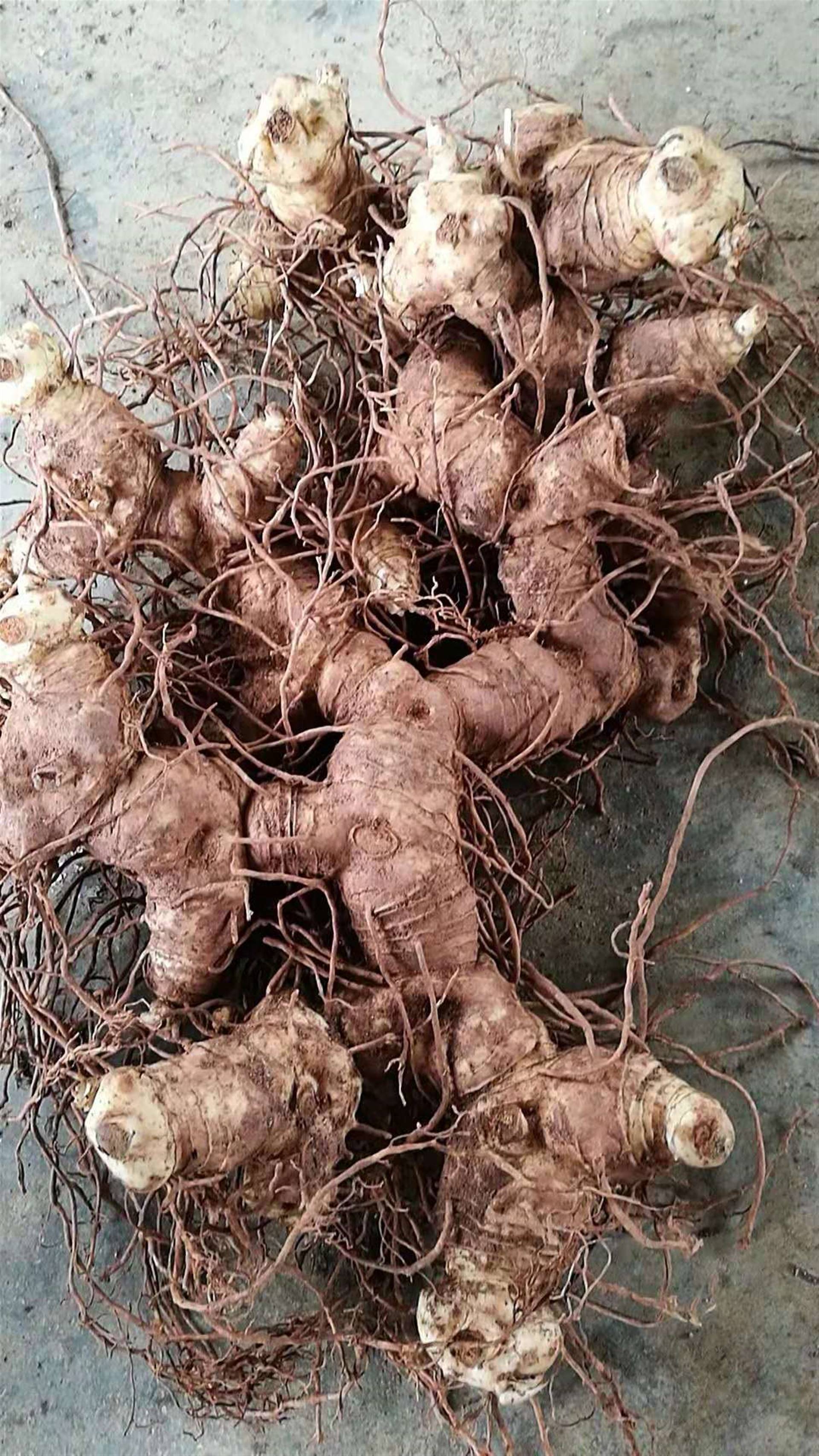 黄精根状茎圆柱状,由于结节膨大,因此"节间"一头粗,一头细,在粗的一头