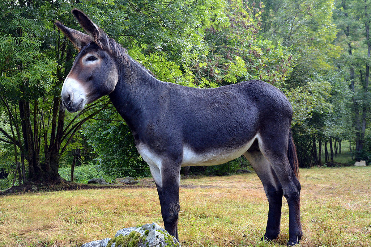 原创民间故事妻子半夜暴毙阎王发现拿错人遣返后变成一头驴