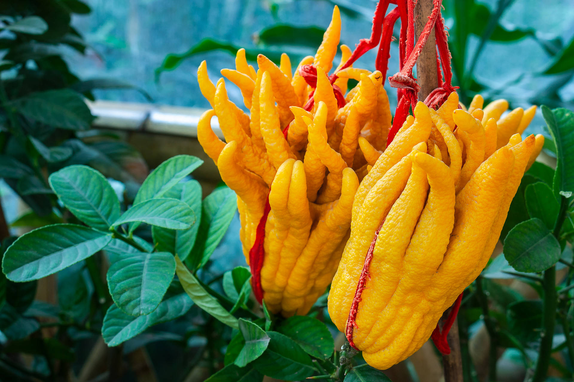 佛手为芸香科柑橘属佛的干燥果实.