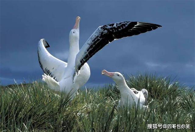 真能飞!一年10万公里,一生850万公里,鼻孔能感应风向变化_信天翁