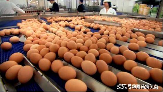 超市的鸡蛋不是母鸡下的？实拍生产鸡蛋全过程，事实令人诧异