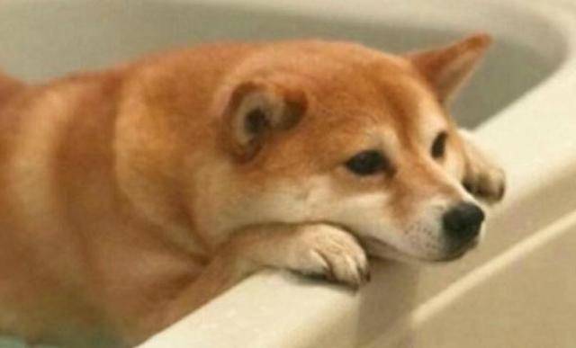 為了不洗澡柴犬也是拼了，趴在浴池邊上半小時愣是一動沒動 萌趣萌寵 第3张