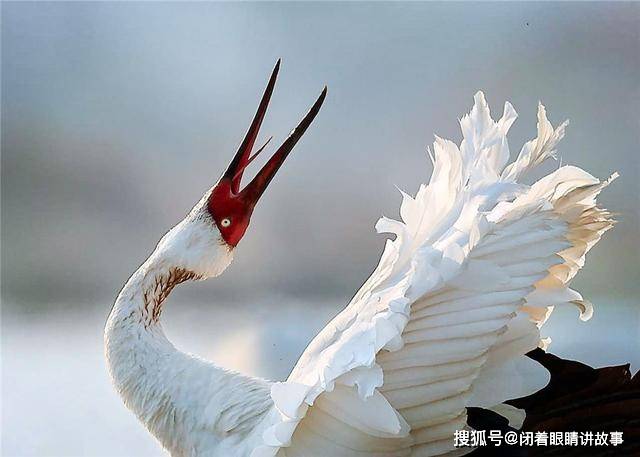 首批白鹤飞来鄱阳湖过冬，迁徙途中大吃特吃，几天内体重增加一倍