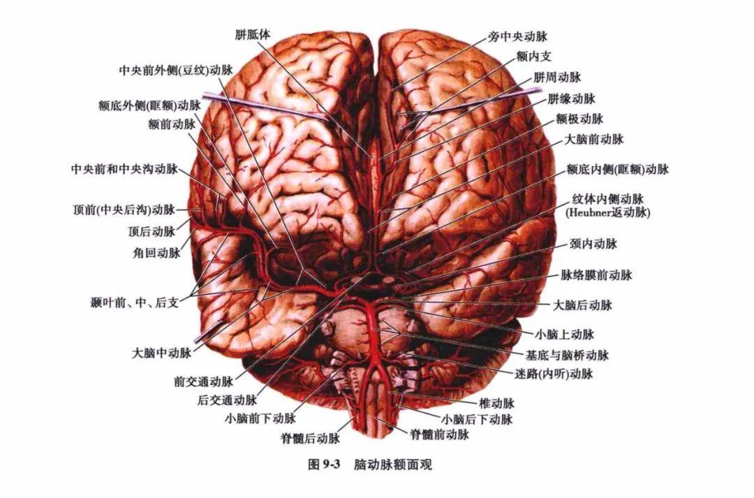 中樞神經系統疾病定位診斷圖解腦血管非常詳細值得收藏