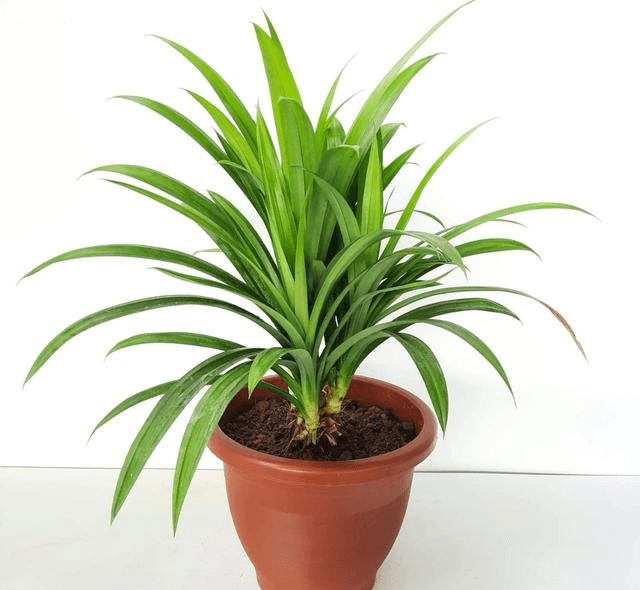 香露兜 pandanus amaryllifolius部分露兜树的果实是可以食用的,在偏