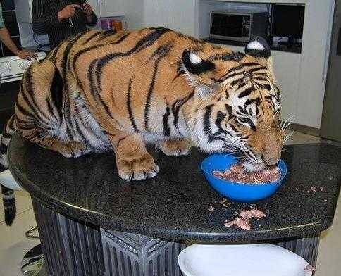 原创男子家里养了只老虎从此狐朋狗友躲得远远的