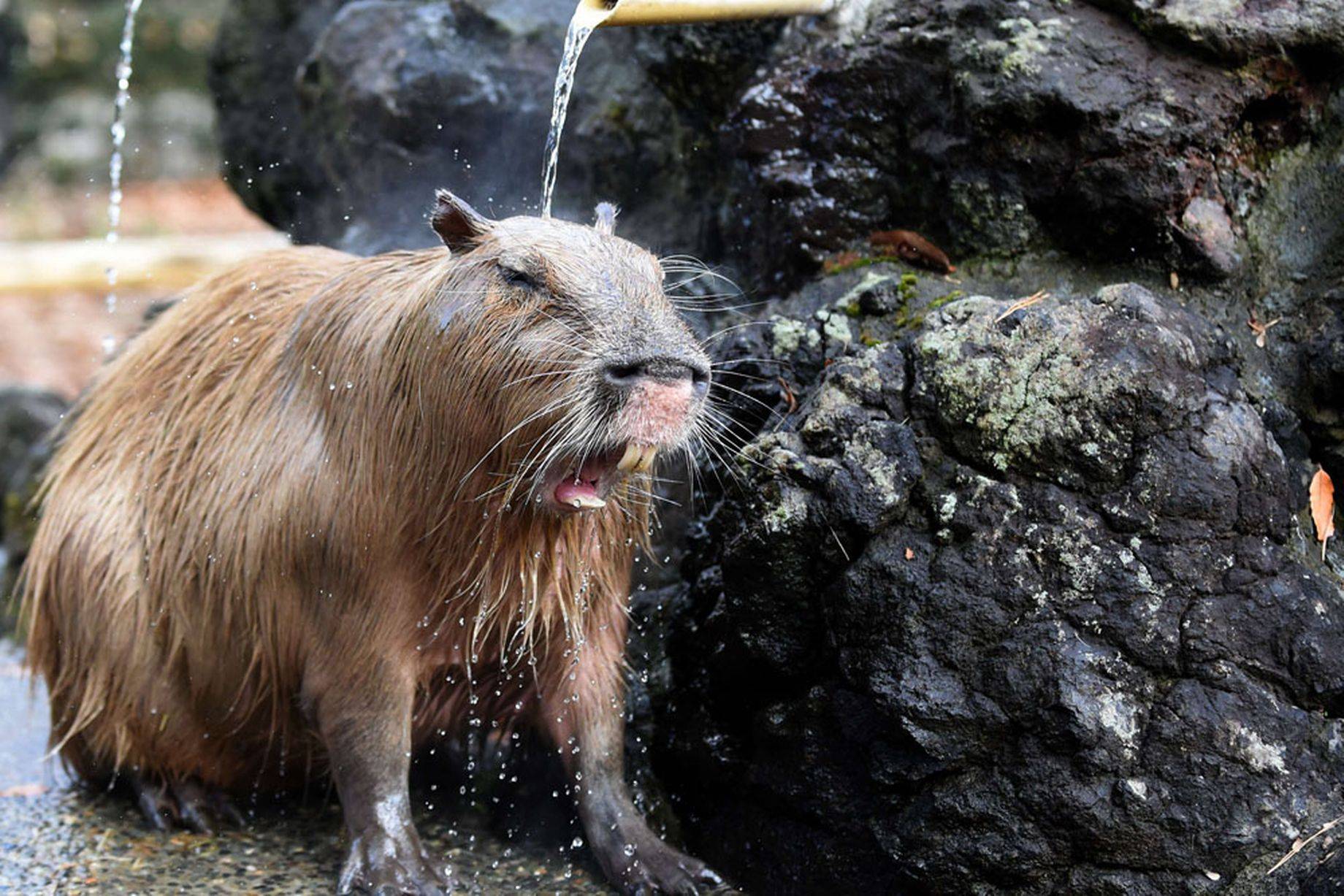 原创为什么水豚在动物界人缘好颜值是其次关键是肚子里有货
