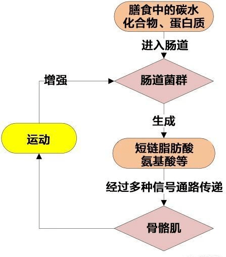 逆天了腸道菌群竟然和肌肉狀態攸關腸道菌群與骨骼肌的關係