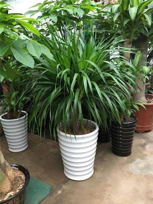 冬天怎么养龙血树 a9652995b72f4d30b07e9b3058d20a04.jpeg