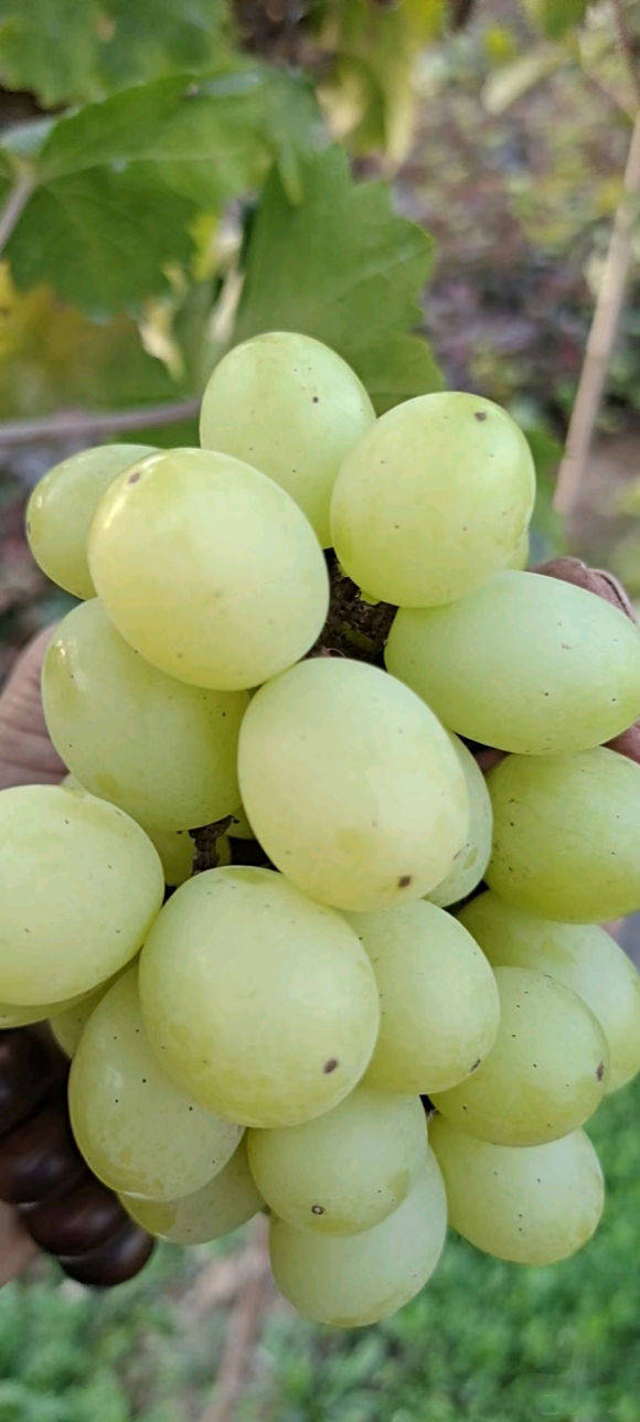 秋天清脆葡萄苗秋天清脆葡萄苗品种解读