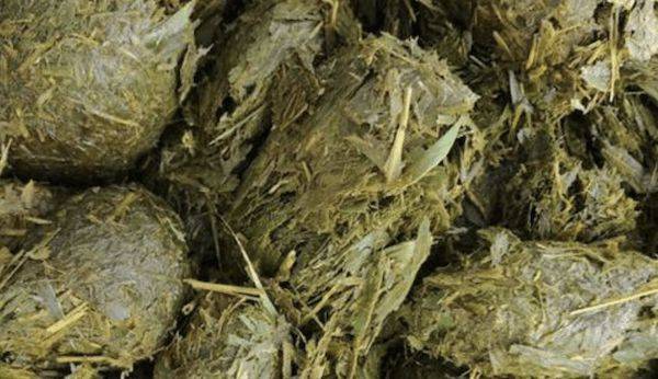 原创大熊猫的粪便里究竟隐藏着多少秘密为啥它的粪便不臭反香