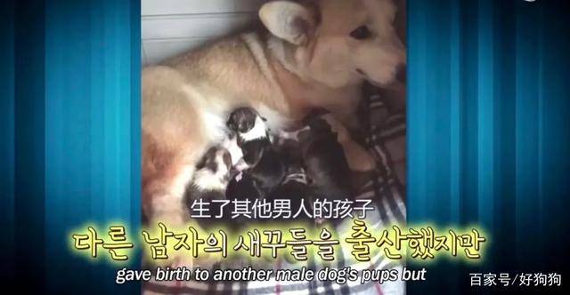 父亲|柯基“背叛”竹马金毛，跟别的狗生了六只宝宝，然而金毛仍……