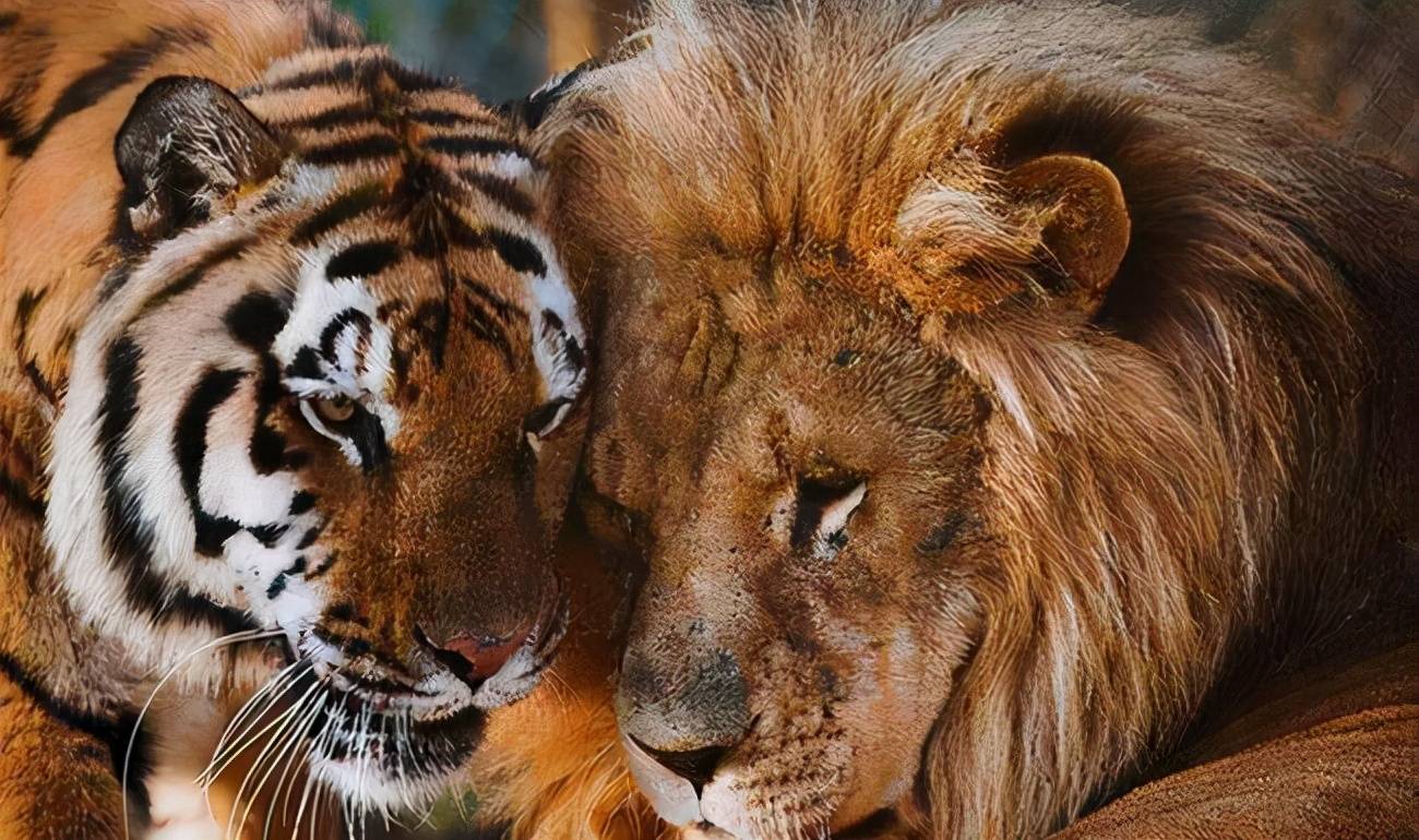 女人梦见狮子老虎 已婚女人梦到老虎狮子