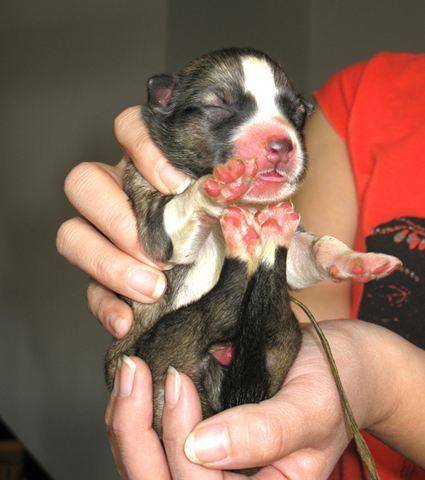 原创很多人都没见过刚刚出生的小奶狗让你开开眼可爱的小生命