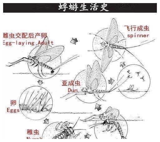 邓州罕见蜉蝣大爆发一夜之后又集体死亡是天气突变的征兆吗