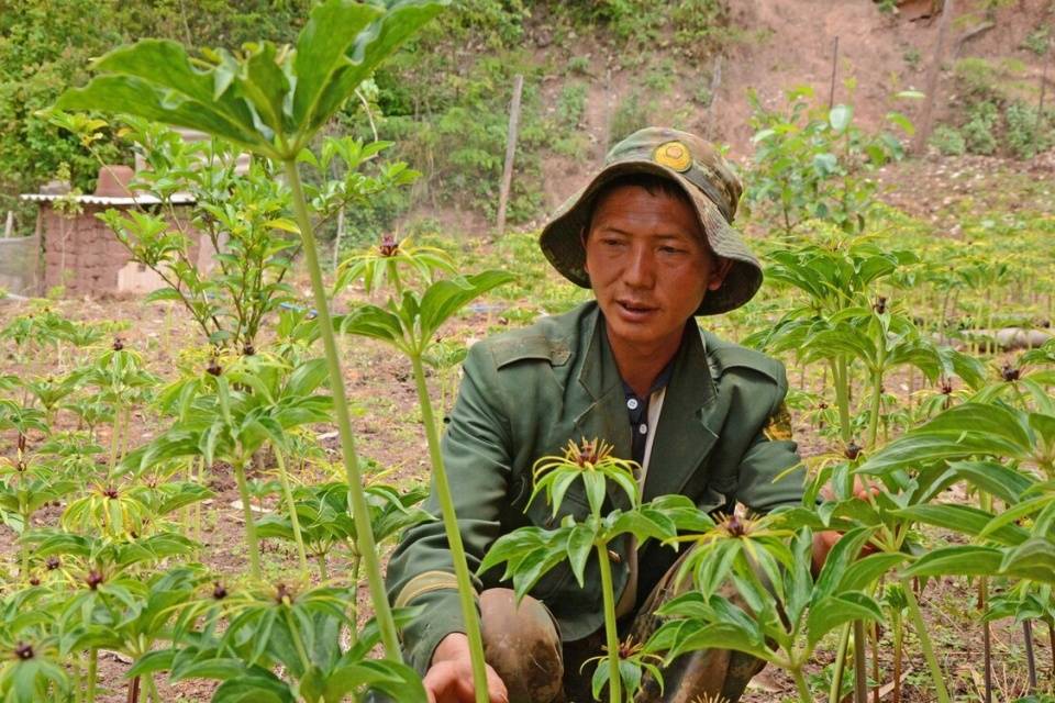 亚新体育在农村种植什么利润高要掌握哪些种植技术怎么种才好？(图1)