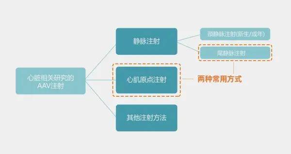 病毒|【维真生物_病毒包装】腺相关病毒/AAV在心脏中的应用及注射方法