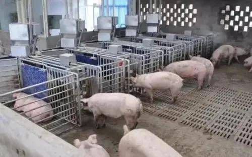 规模化养猪企业发展战略的几点思考_我国