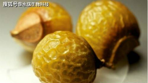 水信|无患子的天然美容功效[水信生物]