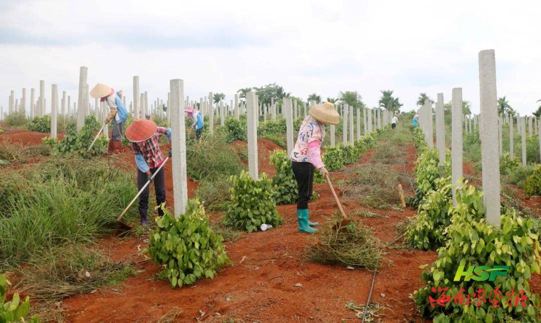 胡椒进入秋季管理阶段红明农场公司这样做 病虫害