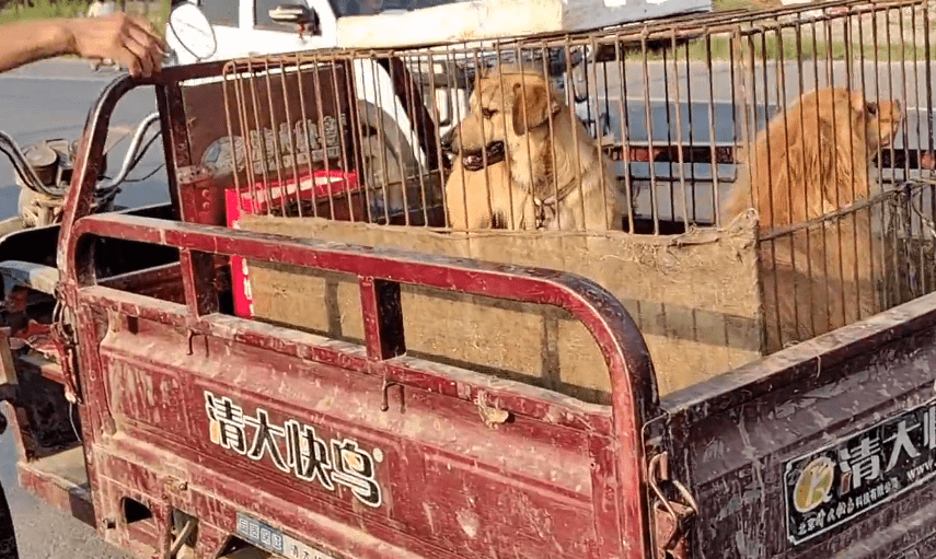 河南有一位网友,平日里也喜欢逛狗市,这天这位网友又到了当地的一个