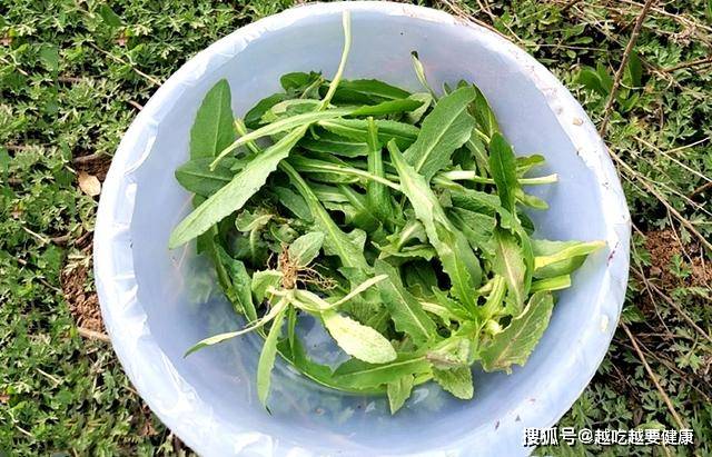 婆婆丁野菜作用 fe33813c733c4dfcbe1eceae407a8c7e.jpeg