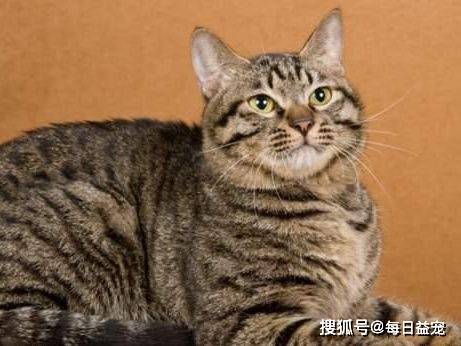 独立|6种寿命长的猫咪，推荐给喜欢养猫的人！