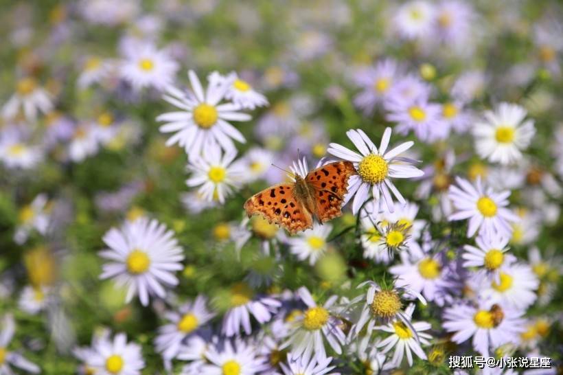 睡眠|总是爱忘事的三类生肖，马马虎虎，总是粗心大意
