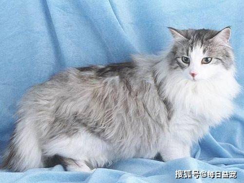 独立|6种寿命长的猫咪，推荐给喜欢养猫的人！
