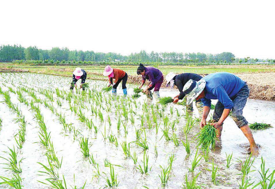 还有匠心种植精神的加持,自然让大米的品