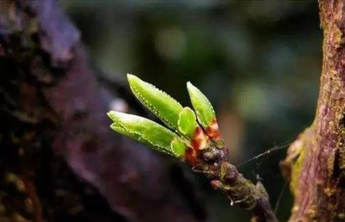 树是不是不发芽就不会生根 3ebf038fee4c4ed780a9ea3120a7e10c.jpeg