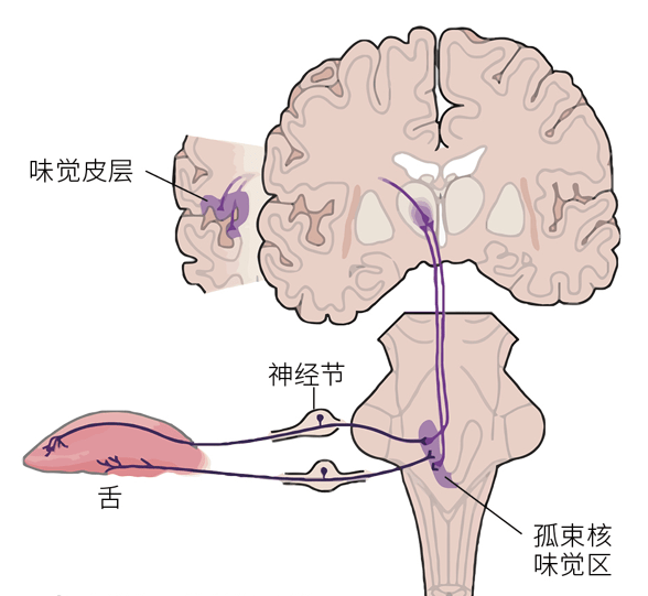 味觉信号的传输路线甜味会激活中脑边缘多巴胺神经系统,多巴胺通过
