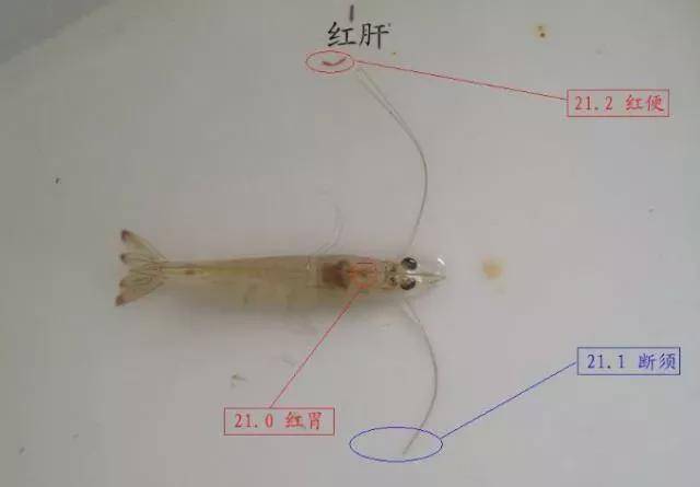 产品|为什么对虾肝脏容易发病?这些不明白你会后悔的!