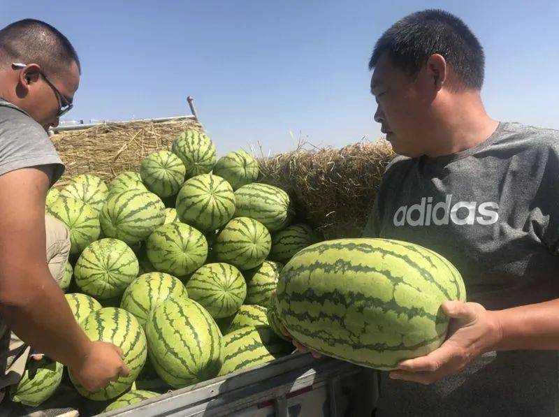 d04086a7b80a44598389593e43e77e8e.jpeg