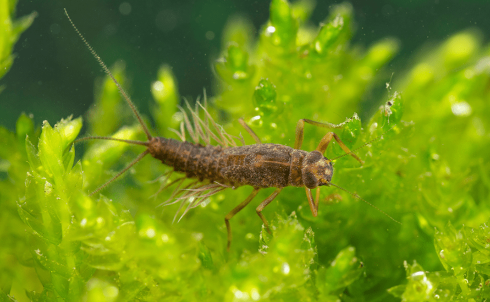 长尾蜉蝣幼虫图片