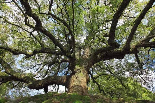 新塘烂泥垅张家村五棵樟传说