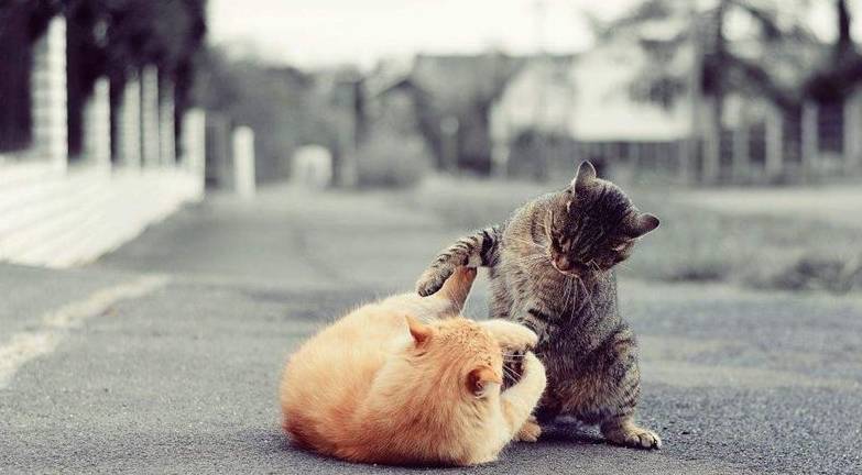 什么|当家里来了新的猫，原住民是怎样的反应？从高兴到生气，皆有可能