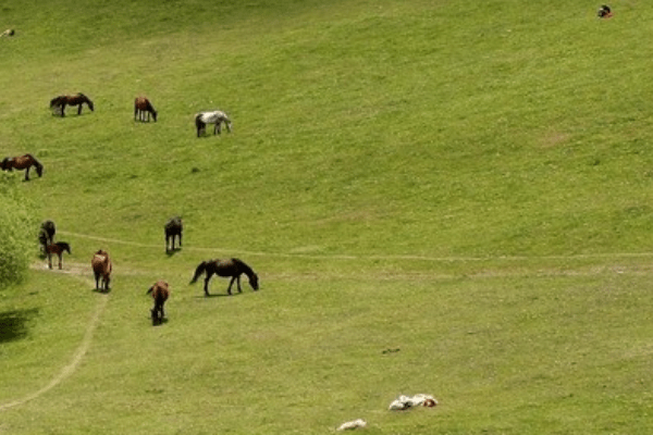 在陕西与甘肃交界处有一原始草原，可骑上牛羊驰骋草原，好不自在
