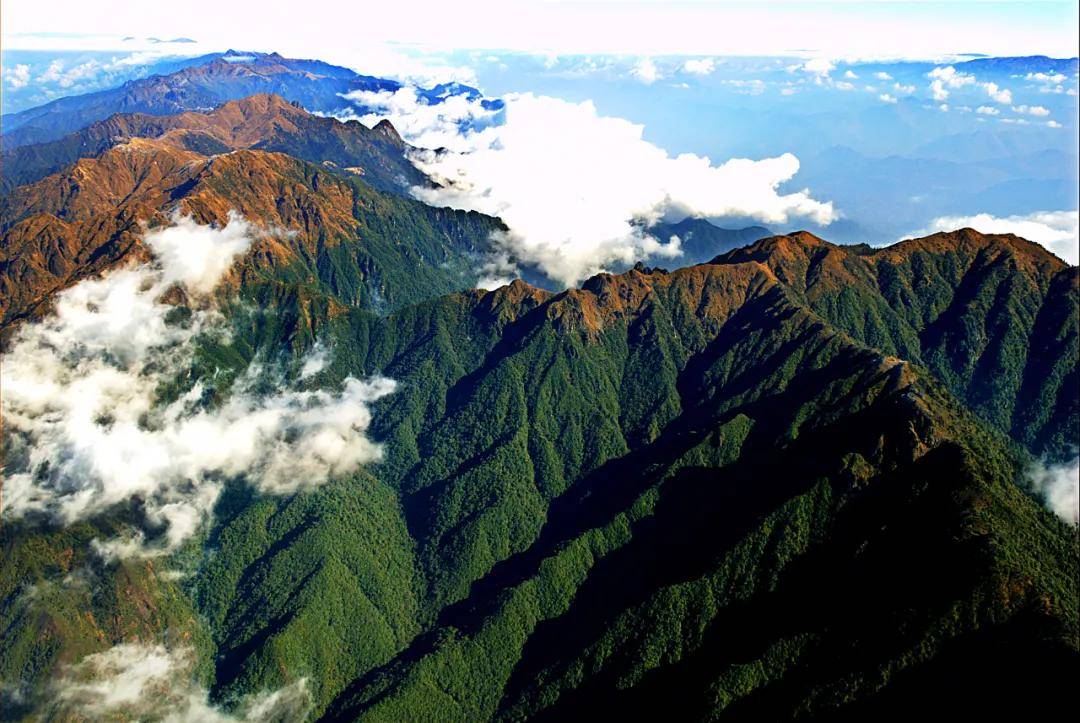 鬣羚|秘野寻踪，你知道高黎贡山下都有哪些神奇物种吗？