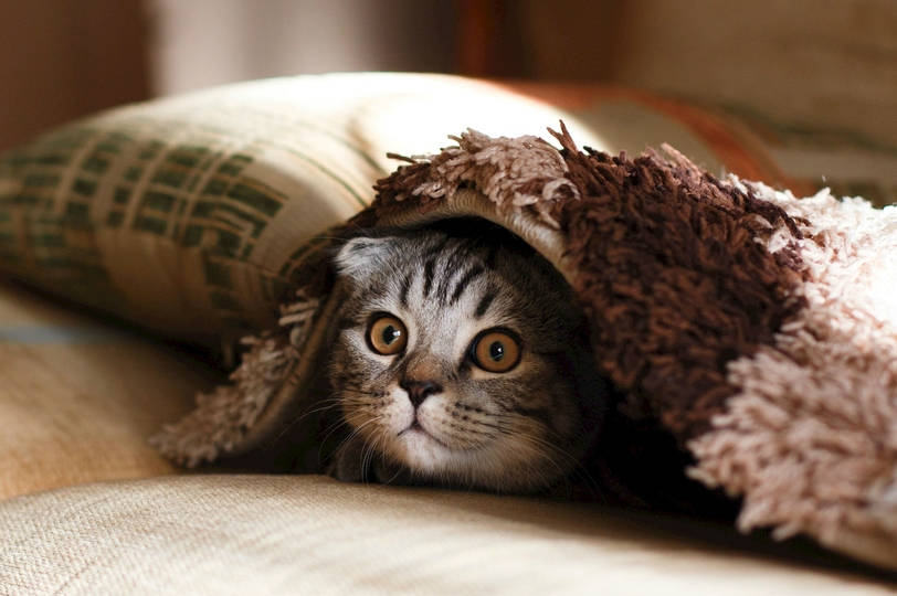 方法|养猫小技能,挑食猫咪猫粮怎么选?