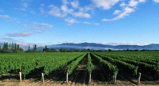 张裕摩|观万亩葡萄长廊,赏贺兰山下酒庄!