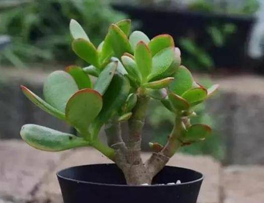 这款"万年青"不一样,树冠苍翠挺拔,枝叶茂盛如蓬,能年年开花_玉树