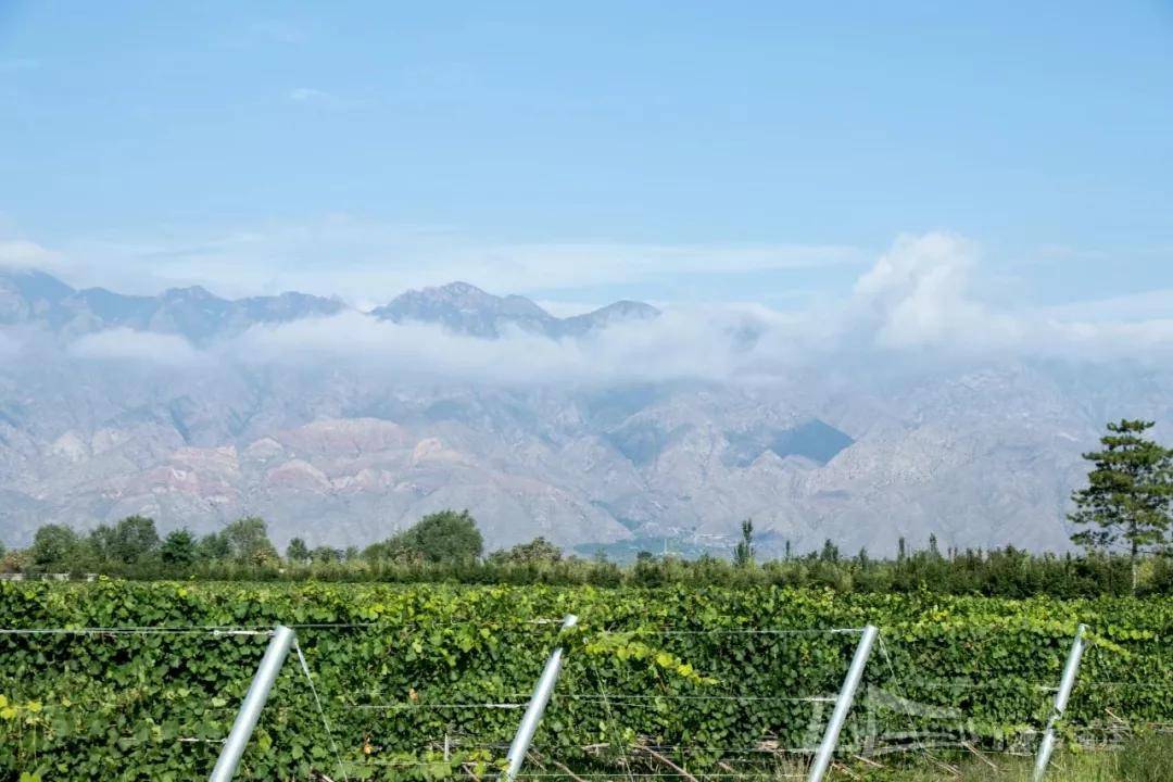 张裕摩|观万亩葡萄长廊,赏贺兰山下酒庄!