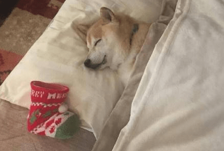 聖誕節給柴犬准備襪子, 等到狗子醒來表情驚訝 萌趣萌寵 第1张