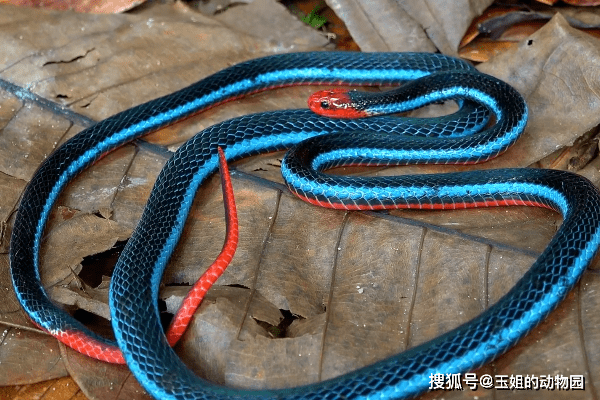 世界上最漂亮的蛇，蓝长腺珊瑚蛇，它真的是全世界最毒的蛇吗？_搜狐网