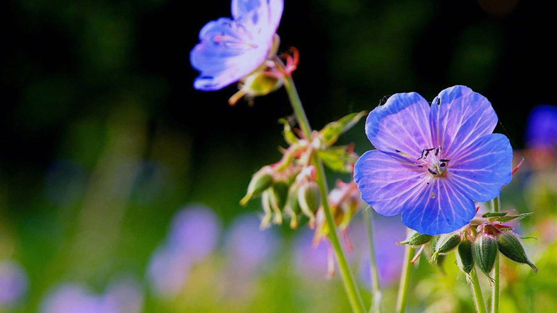 这三大生,财源广进,福气啊