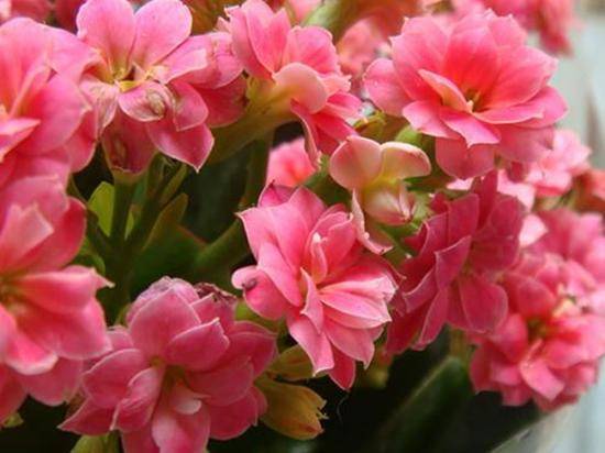 什么时候开始种花最好 cf5eef1befd144bd8b2b28443b216a6b.jpeg