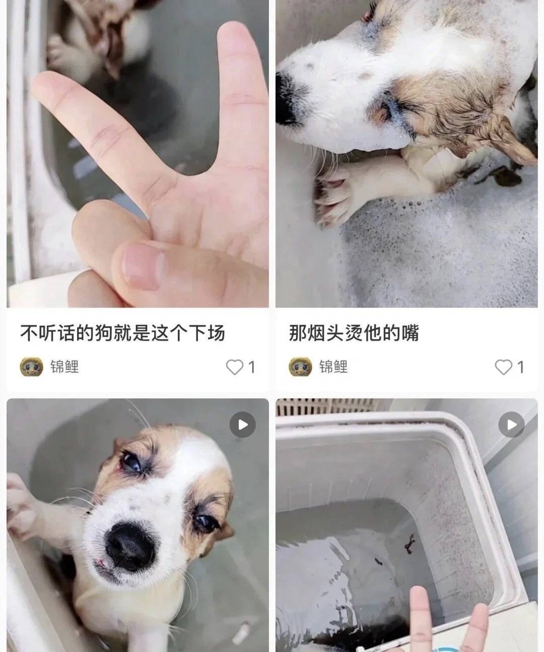 账号|商丘学院回应学生用洗衣机虐狗：很残忍很狡猾，不确定是本校学生