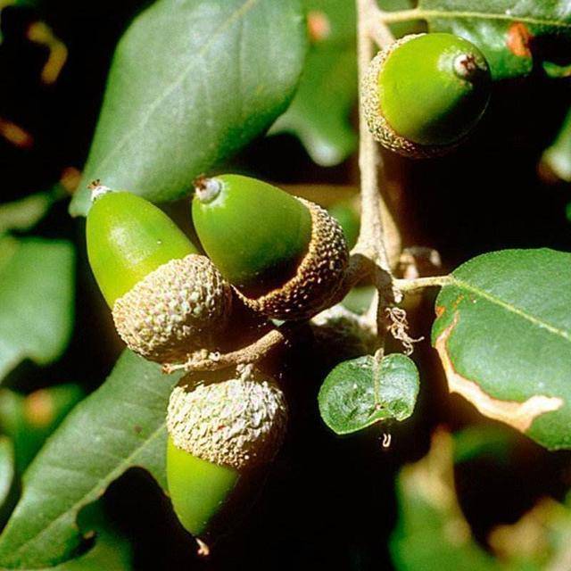 原创过年吃的小坚果山上可有一大片随便捡捡就是一大包