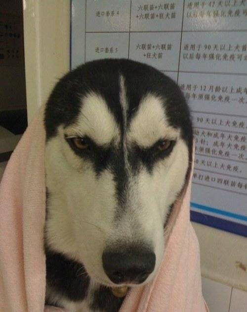 真心不想救這只往泥坑裡跳的二哈, 主人: 我能怎麼辦, 我也很絕望 萌趣萌寵 第7张